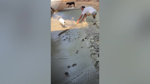 Chủ láng nền xi măng, chó chạy ngoắng lên phá hoại