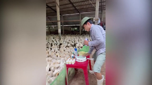Chết cười xem anh nông dân làm DJ trong chuồng vịt