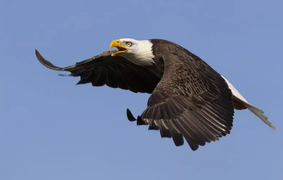 Đại bàng lóng ngóng đánh rơi cá, làm hỏng cả mui ô tô 