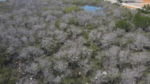 Ảnh: Cận cảnh hàng chục hecta rừng ngập mặn ở Quảng Nam chết khô