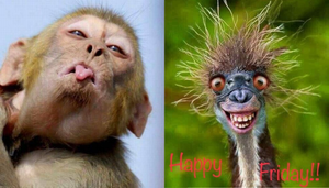 '50 sắc thái' của hội động vật thích tấu hài thách thức dân tình nhịn được cười