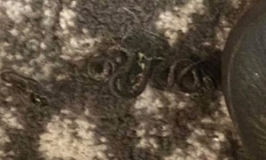 Rắn mẹ cùng 17 con non làm tổ dưới gầm giường nhà dân