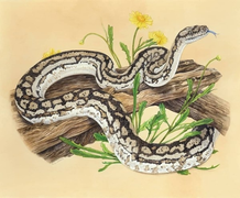 Dự đoán 12 con giáp 17/7: Tỵ tranh cãi với đồng nghiệp, Dậu tình cảm kém sắc