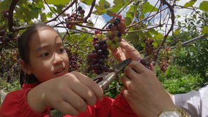Video: Trẻ em trải nghiệm hái nho ngay tại vườn ở Sa Pa
