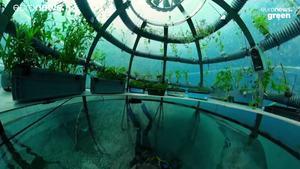 Video: Khám phá trang trại trồng rau đầu tiên dưới đáy biển