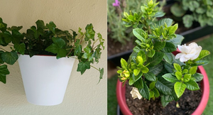 9 loại cây nên đặt trong phòng để ngủ ngon hơn