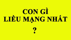 4 câu đố mẹo siêu 'hại não' lại khiến dân tình thích thú thi nhau giải