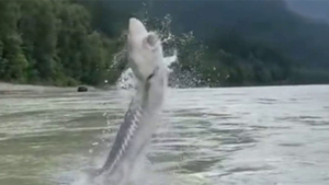 'Khủng long sống' bật nhảy tanh tách khỏi mặt nước