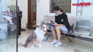 Video: Cô gái bị phạt 2 triệu đồng vì dắt chó đi dạo ở Hà Nội