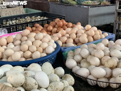 Trứng gà giá tăng cao vẫn đắt khách ở chợ Hà Nội
