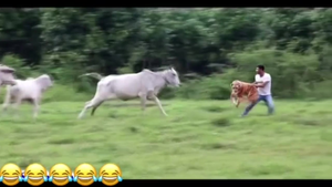 Đem hổ giả ra dọa đàn bò, chàng trai chạy té khói 