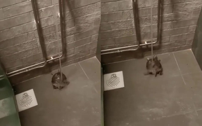 Rùa sung sướng lắc hông khi được tắm