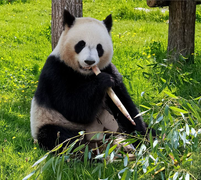 Con vật trong hình đang giấu đi một số món đồ, bạn tìm ra không?