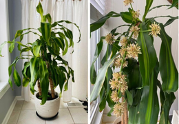 9 loại cây cảnh giúp hút ẩm cho ngôi nhà 