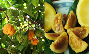 Loại quả rừng có cái tên kỳ lạ in sâu trong ký ức những người con đất Quảng Ngãi