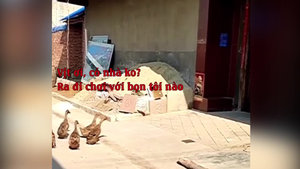 Đàn vịt qua nhà rủ bạn đi chơi