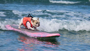 Video: Giải vô địch lướt ván dành cho chó ở Anh