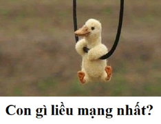 Đố bạn con gì liều mạng nhất?