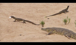 Cá sấu mẹ đấu với cặp kỳ đà để bảo vệ trứng
