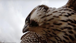 Giật mình trước cảnh chim ưng tấn công máy bay không người lái ở độ cao 700m