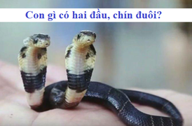 Con gì có hai đầu, chín đuôi?