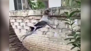 Clip: Chó trèo tường hóng chuyện hàng xóm