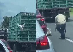 Màn vượt ngục đầy kịch tính của gà mái