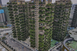 Video: Người dân tháo chạy khỏi khu chung cư phủ kín cây xanh vì... muỗi