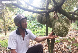 Đắk Lắk: Nông sản rớt giá vì COVID-19, dân khóc ròng