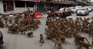 Video: Đàn khỉ 'hỗn chiến' trên đường phố Thái Lan