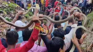 Video: Rùng mình cảnh diễu hành cùng rắn hổ mang ở Ấn Độ