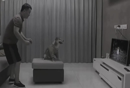 Bị dọa ma, chó cũng giật bắn mình, run cầm cập