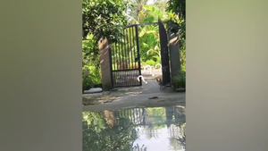 Vẻ mặt tiu nghỉu của chú chó khi lén đi chơi bị chủ phát hiện