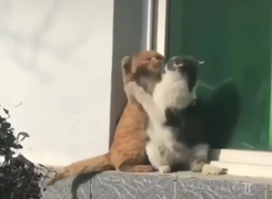 Chết cười với những chú mèo 'dở hơi chập mạch'