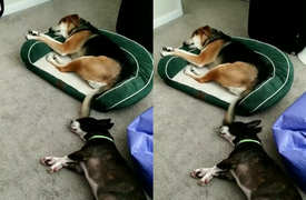 Chú chó bị đập vào mặt vẫn ngủ mê mệt 