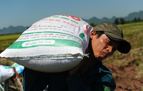 Đề xuất Chính phủ tăng mua dự trữ lúa vào kho quốc gia