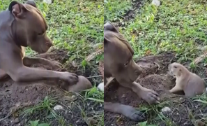 Bị trêu chọc, dúi đất nổi đóa lao vào cắn chó Pitbull 