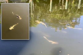 Tháo chạy khỏi thủy triều đỏ chết chóc, trăm con cá mập lũ lượt bơi về kênh đào 