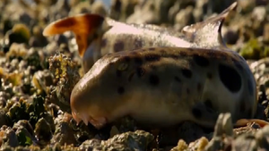 Video: Loài cá mập duy nhất có thể đi bộ trên cạn