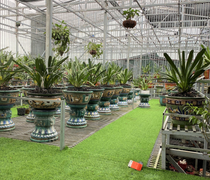 Bắt nguồn từ đam mê, người phụ nữ trở thành bà chủ vườn lan kiếm