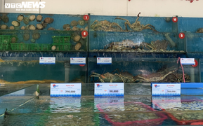 Hà Nội: Hải sản dành cho nhà giàu giảm giá kỷ lục vẫn ế ẩm