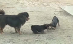 Chó mẹ bất lực nhìn 2 con tranh nhau miếng giẻ