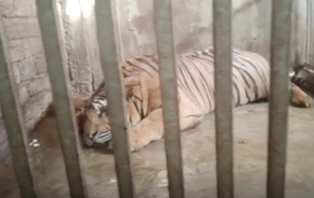 Hai gia đình xây tầng hầm nuôi 17 con hổ, hàng xóm không hề hay biết