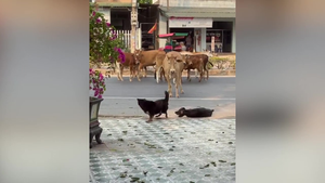 Chó ngã dúi dụi khi bị bò đe dọa