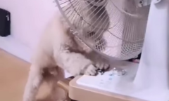 Sửng sốt xem chó tự tắt điện, bật điều hòa đi ngủ