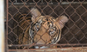 Toàn cảnh quá trình đột kích thu giữ 17 con hổ nuôi nhốt trái phép