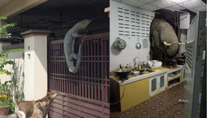 Những màn đột nhập của các 'vị khách bốn chân' khiến chủ nhà thót tim