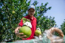 Hàng triệu tấn nông sản các tỉnh Nam Bộ, Tây Nguyên cần được tiêu thụ