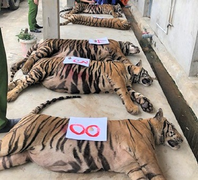 8 con hổ nuôi nhốt trong nhà dân Nghệ An được ‘giải cứu’ đã chết