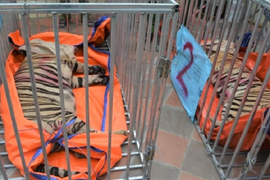 17 con hổ nuôi nhốt trái phép: Tạm giữ 2 chủ cơ sở để điều tra